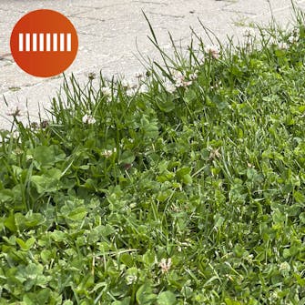 Robotgressklipper uten kantledning test: Klipperesultat Robotgressklipper uten kantledning test: Klipperesultat